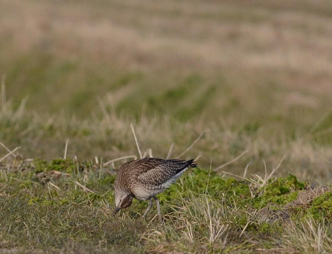 Numenius phaeopus (Linnaeus, 1758) &copy; Louis Westgeest
