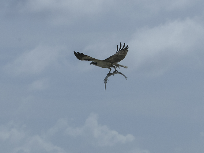 Pandion haliaetus (Linnaeus, 1758) &copy; Hans Smulders
