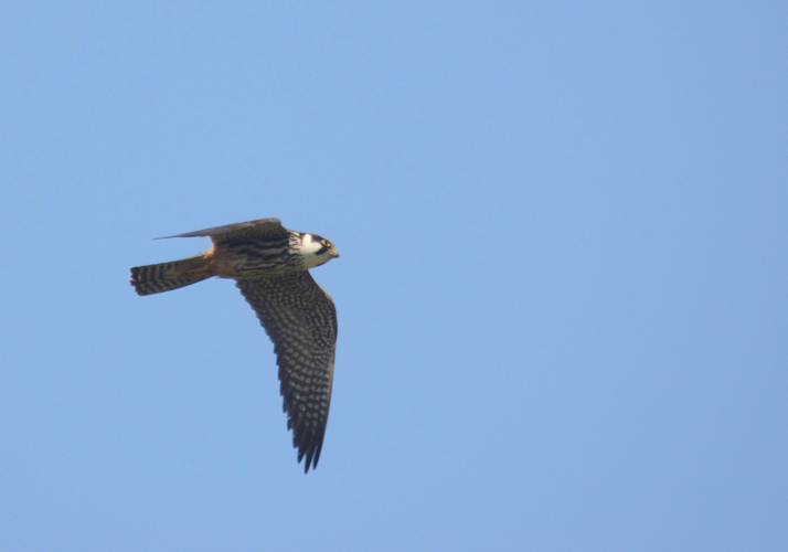 Falco subbuteo Linnaeus, 1758 &copy; Louis Westgeest