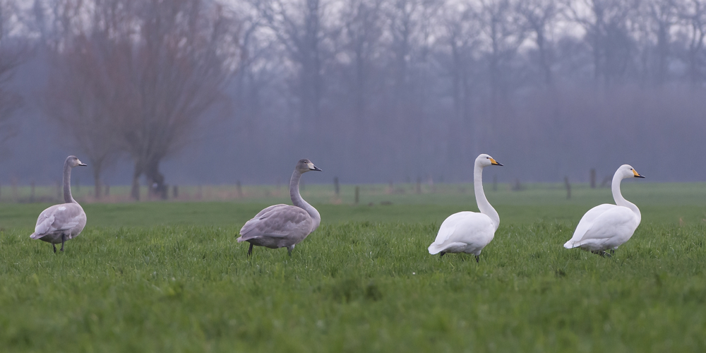 Cygnus cygnus (Linnaeus, 1758) &copy; Wijnand van Buuren