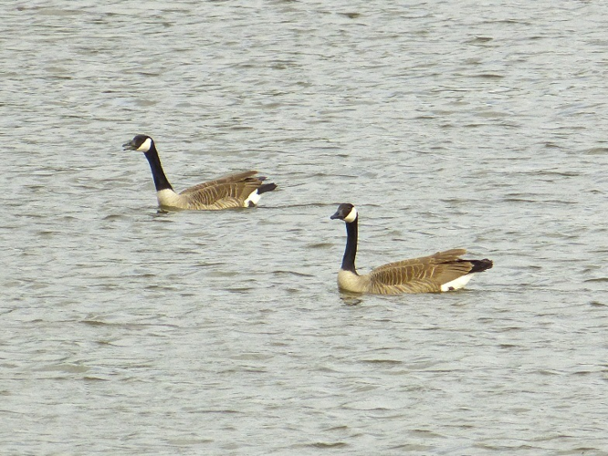 Branta canadensis (Linnaeus, 1758) &copy; Dick Belgers