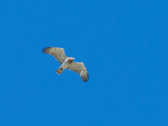 Circaetus gallicus (Gmelin, 1788) &copy; Wijnand van Buuren