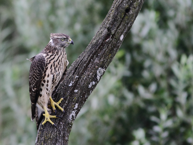 Accipiter gentilis (Linnaeus, 1758) &copy; Hans van der Meulen