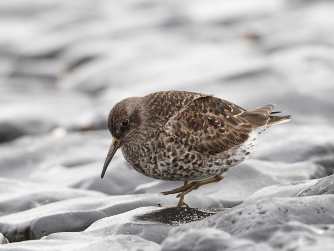 Calidris maritima (Brünnich, 1764) &copy; Kees Venneker