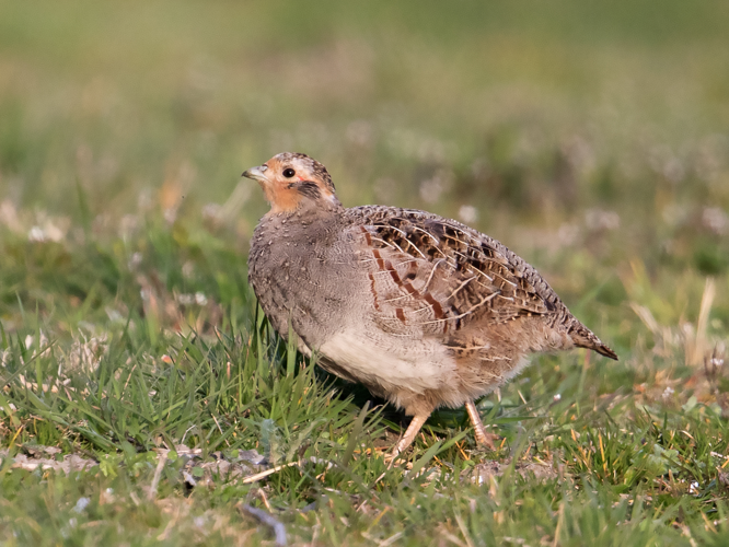 Perdix perdix (Linnaeus, 1758) &copy; Kees Venneker