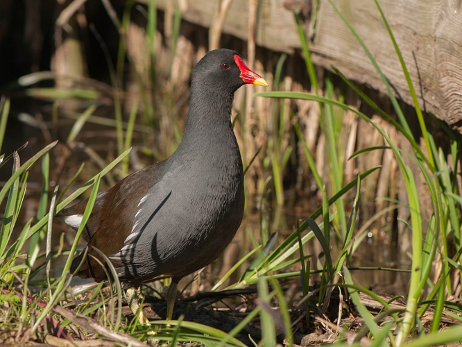 Gallinula chloropus (Linnaeus, 1758) &copy; Wijnand van Buuren
