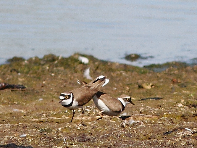 Charadrius dubius Scopoli, 1786 &copy; Hans van der Meulen