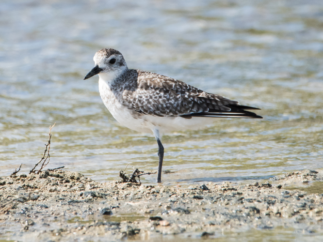 Pluvialis squatarola (Linnaeus, 1758) &copy; Hans Smulders