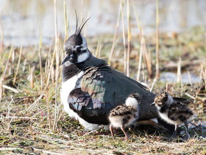 Vanellus vanellus (Linnaeus, 1758) &copy; Kees Venneker