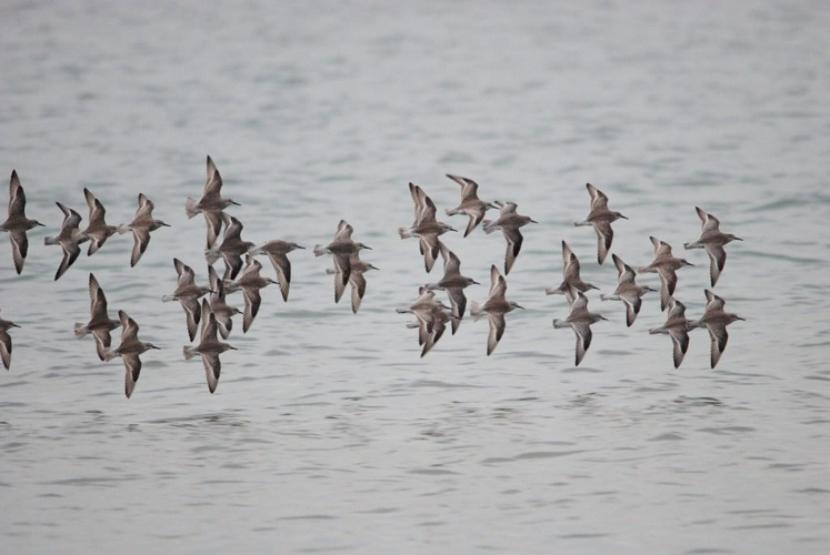 Calidris canutus (Linnaeus, 1758) &copy; Louis Westgeest