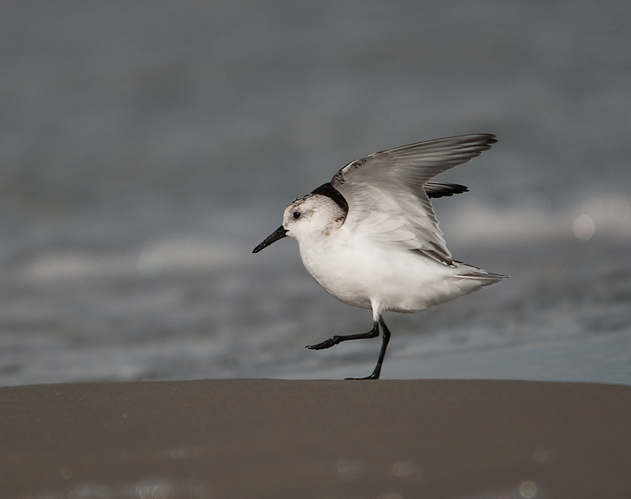 Calidris alba (Pallas, 1764) &copy; Wijnand van Buuren