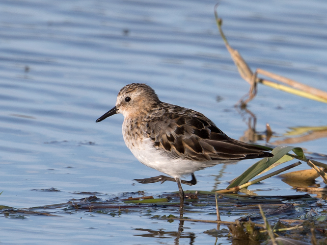 Calidris minuta (Leisler, 1812) &copy; Kees Venneker