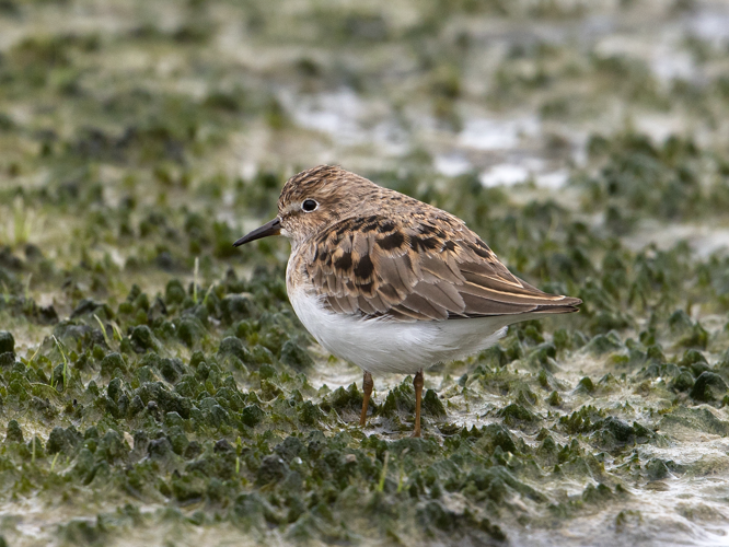 Calidris temminckii (Leisler, 1812) &copy; Kees Venneker