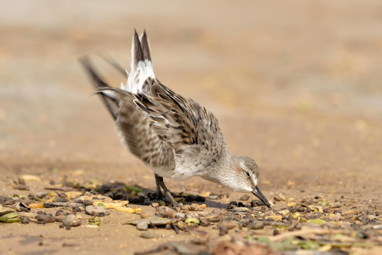 Calidris fuscicollis (Vieillot, 1819) &copy; Michiel Oversteegen