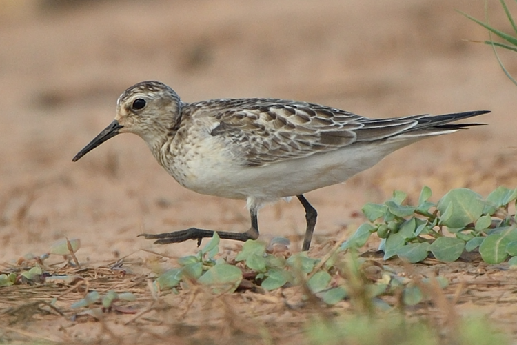Calidris bairdii (Coues, 1861) &copy; Michiel Oversteegen