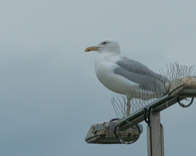 Larus cachinnans Pallas, 1811 &copy; Wijnand van Buuren