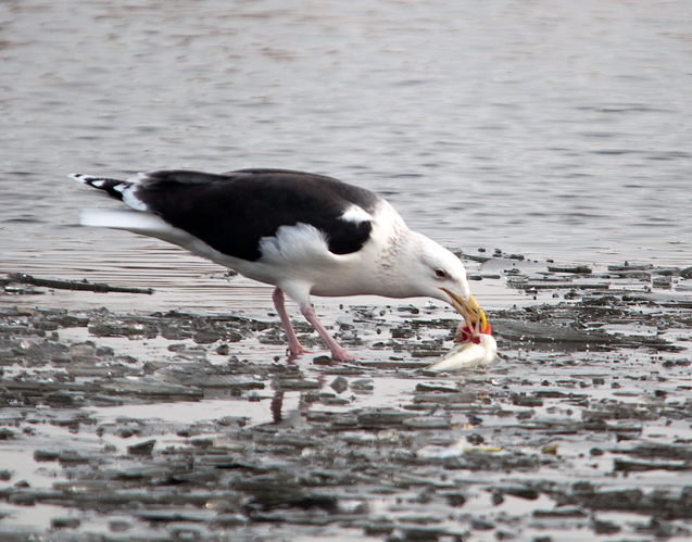 Larus marinus Linnaeus, 1758 &copy; Wijnand van Buuren