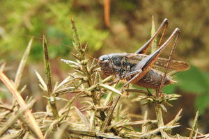 Tessellana tessellata © Bastien Moisan