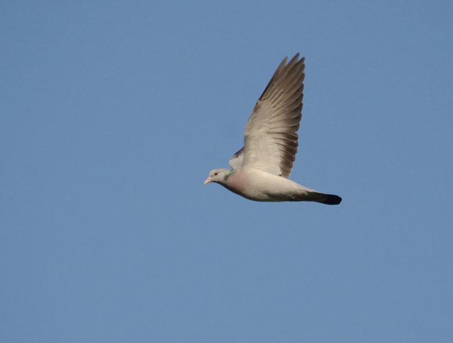 Columba oenas Linnaeus, 1758 &copy; Louis Westgeest