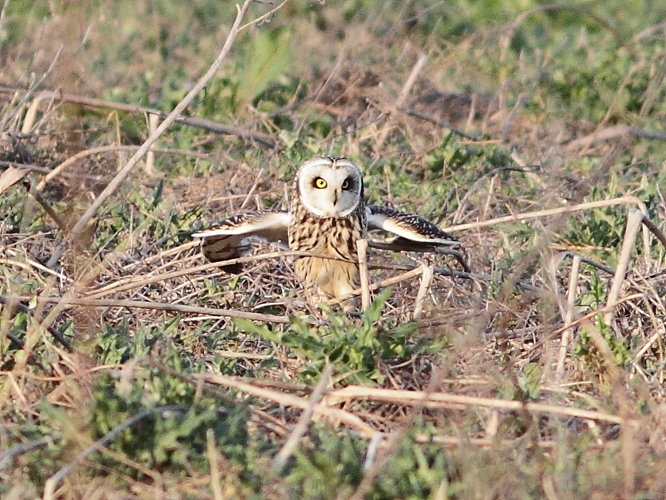 Asio flammeus (Pontoppidan, 1763) &copy; Hans van der Meulen