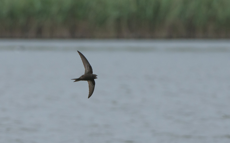 Apus apus (Linnaeus, 1758) &copy; Wijnand van Buuren
