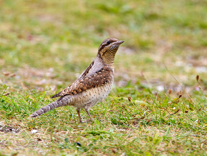 Jynx torquilla Linnaeus, 1758 &copy; Kees Venneker