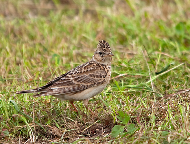Alauda arvensis arvensis Linnaeus, 1758 &copy; Wijnand van Buuren
