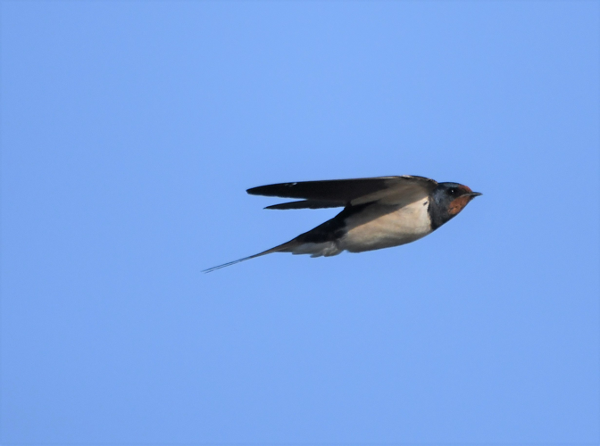 Hirundo rustica Linnaeus, 1758 &copy; Louis Westgeest