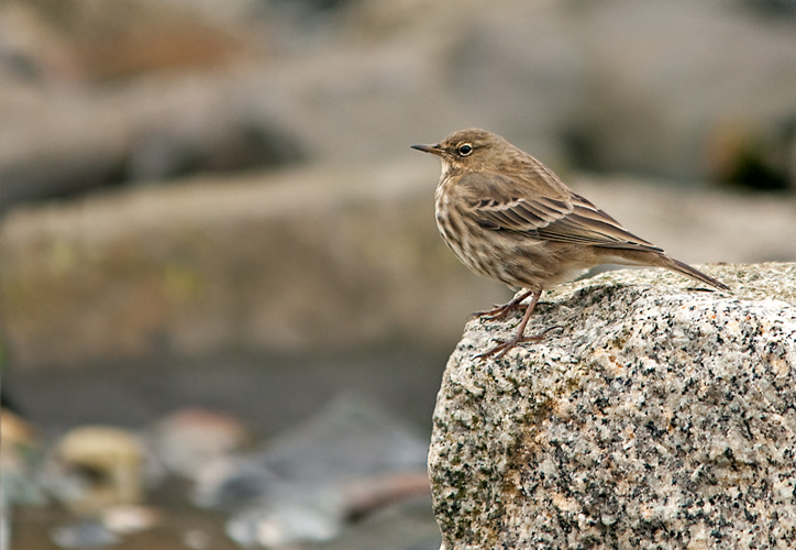 Anthus petrosus (Montagu, 1798) &copy; Wijnand van Buuren