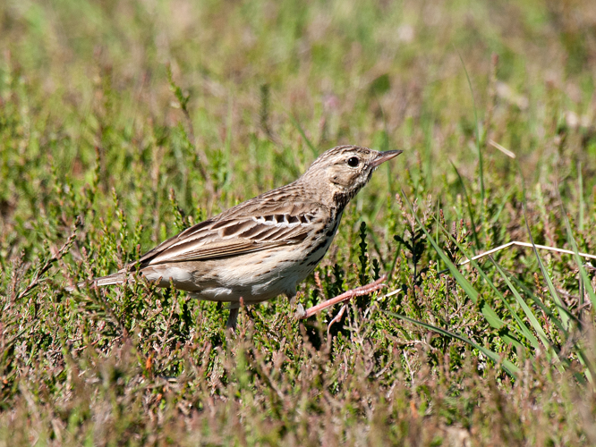 Anthus trivialis (Linnaeus, 1758) &copy; Kees Venneker