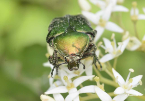 <i>Cetonia aurata aurata</i> (Linnaeus, 1758) © J. Touroult