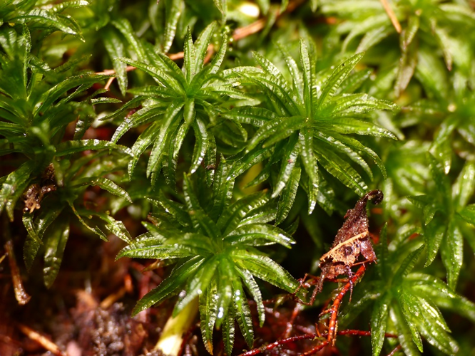 Atrichum undulatum (Hedw.) P.Beauv., 1805 &copy; Dick Belgers