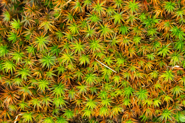 Polytrichum formosum Hedw., 1801 &copy; Wijnand van Buuren