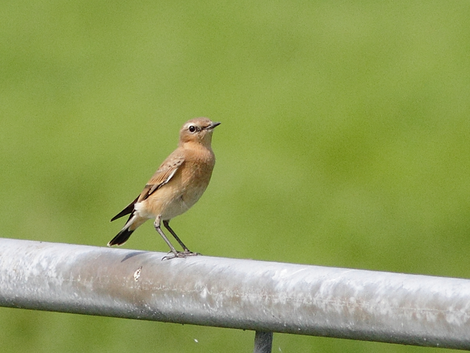 Oenanthe oenanthe (Linnaeus, 1758) &copy; Hans van der Meulen