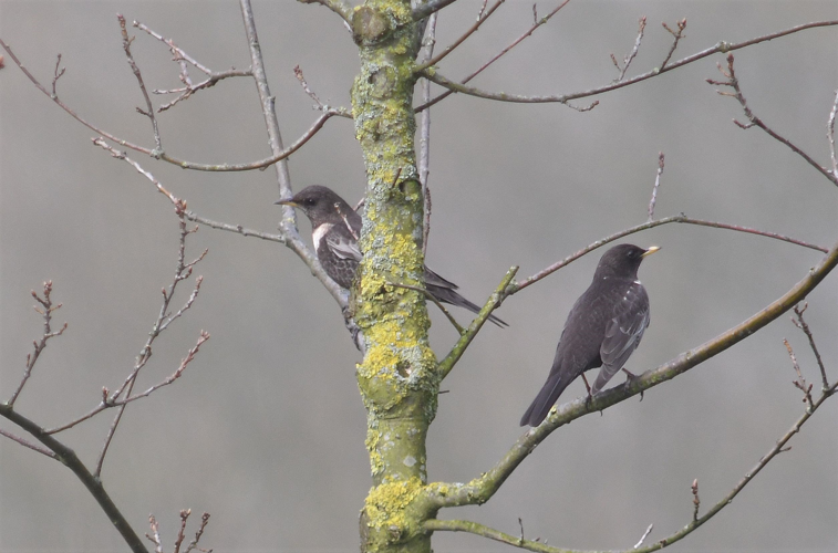 Turdus torquatus Linnaeus, 1758 &copy; Louis Westgeest