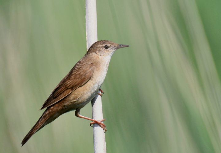Locustella luscinioides (Savi, 1824) &copy; Louis Westgeest