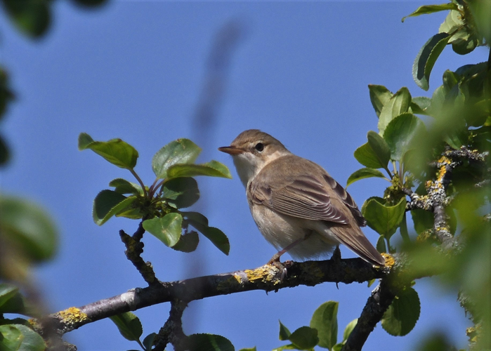 Acrocephalus palustris (Bechstein, 1798) &copy; Louis Westgeest