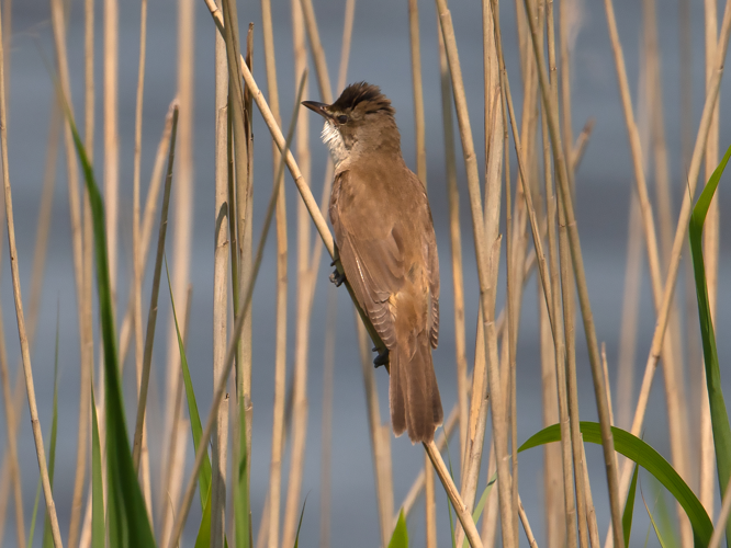 Acrocephalus arundinaceus (Linnaeus, 1758) &copy; Kees Venneker
