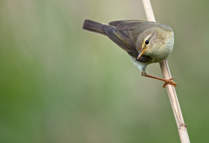 Phylloscopus trochilus (Linnaeus, 1758) &copy; Wijnand van Buuren