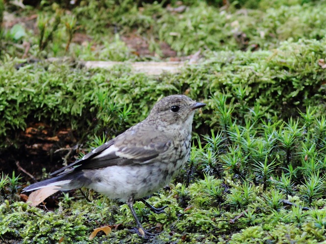 Ficedula hypoleuca (Pallas, 1764) &copy; Hans van der Meulen
