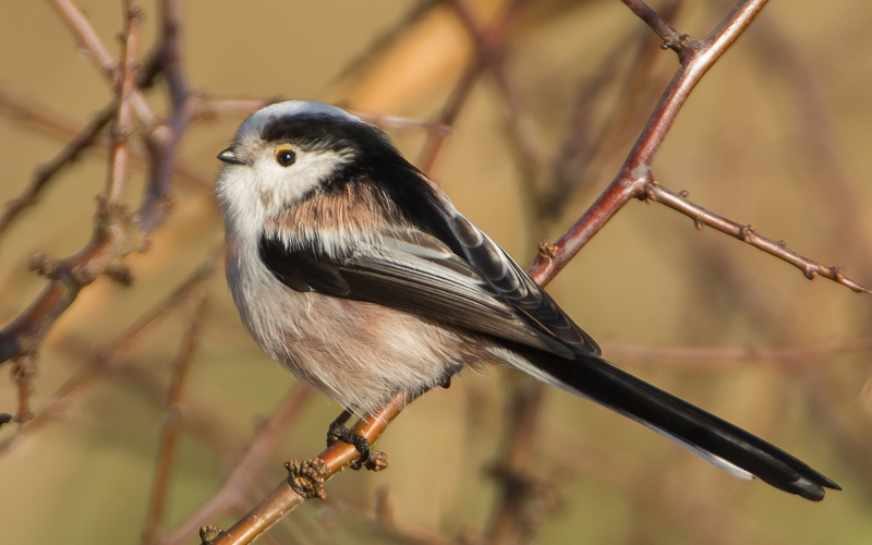 Aegithalos caudatus (Linnaeus, 1758) &copy; Wijnand van Buuren