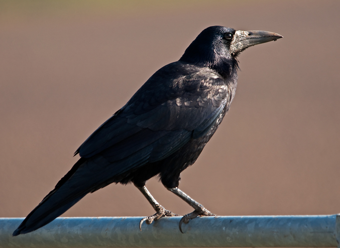 Corvus frugilegus Linnaeus, 1758 &copy; Wijnand van Buuren