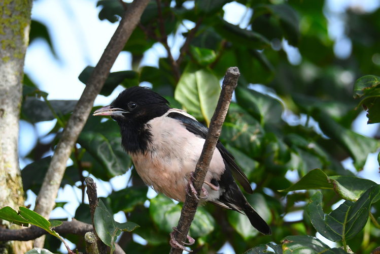 Pastor roseus (Linnaeus, 1758) &copy; Louis Westgeest