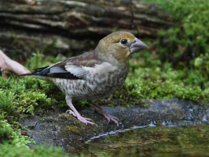Coccothraustes coccothraustes (Linnaeus, 1758) &copy; Hans van der Meulen