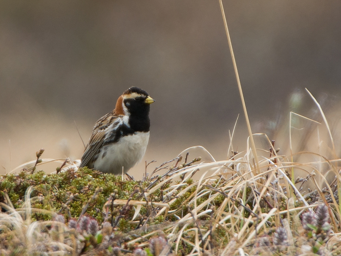 Calcarius lapponicus (Linnaeus, 1758) &copy; Wijnand van Buuren