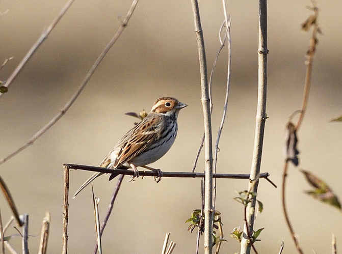 Emberiza pusilla Pallas, 1776 &copy; Le H, Ho T, Le TT, Nguyen H, Nguyen T