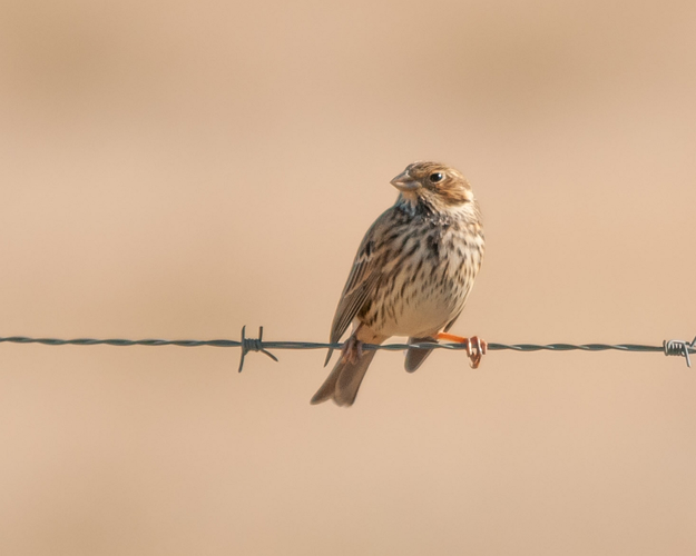 Emberiza calandra Linnaeus, 1758 &copy; Wijnand van Buuren