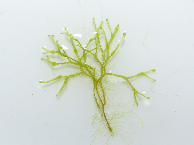 Riccia fluitans L., 1753 &copy; Dick Belgers