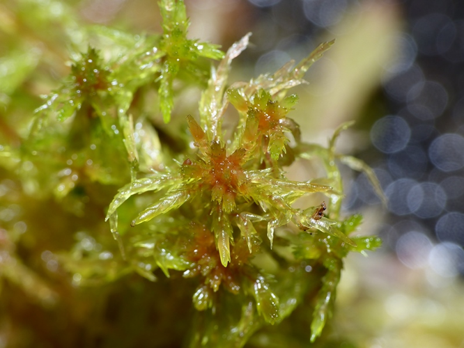Sphagnum subnitens Russow & Warnst., 1888 &copy; Dick Belgers