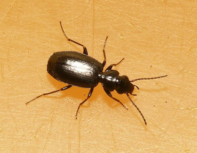 Syntomus truncatellus (Linnaeus, 1761) &copy; Dick Belgers